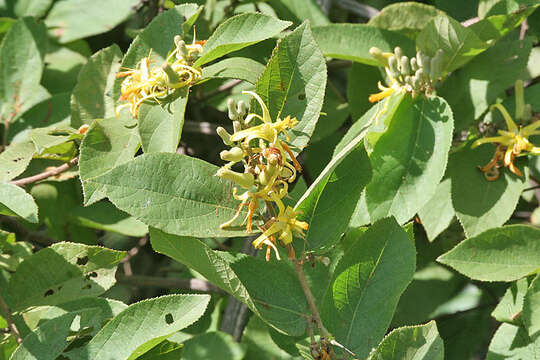 Image de Grewia flavescens Juss.