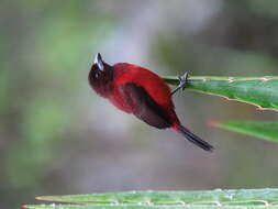 Image of Crimson-backed Tanager