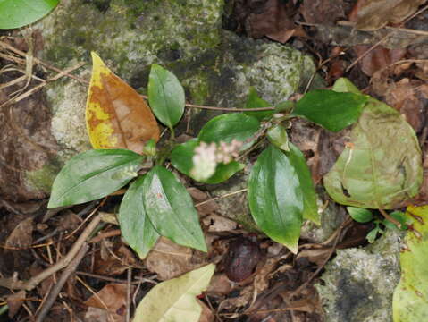 Image of Hairy jewel orchid