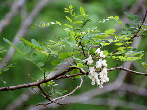 Image of black locust