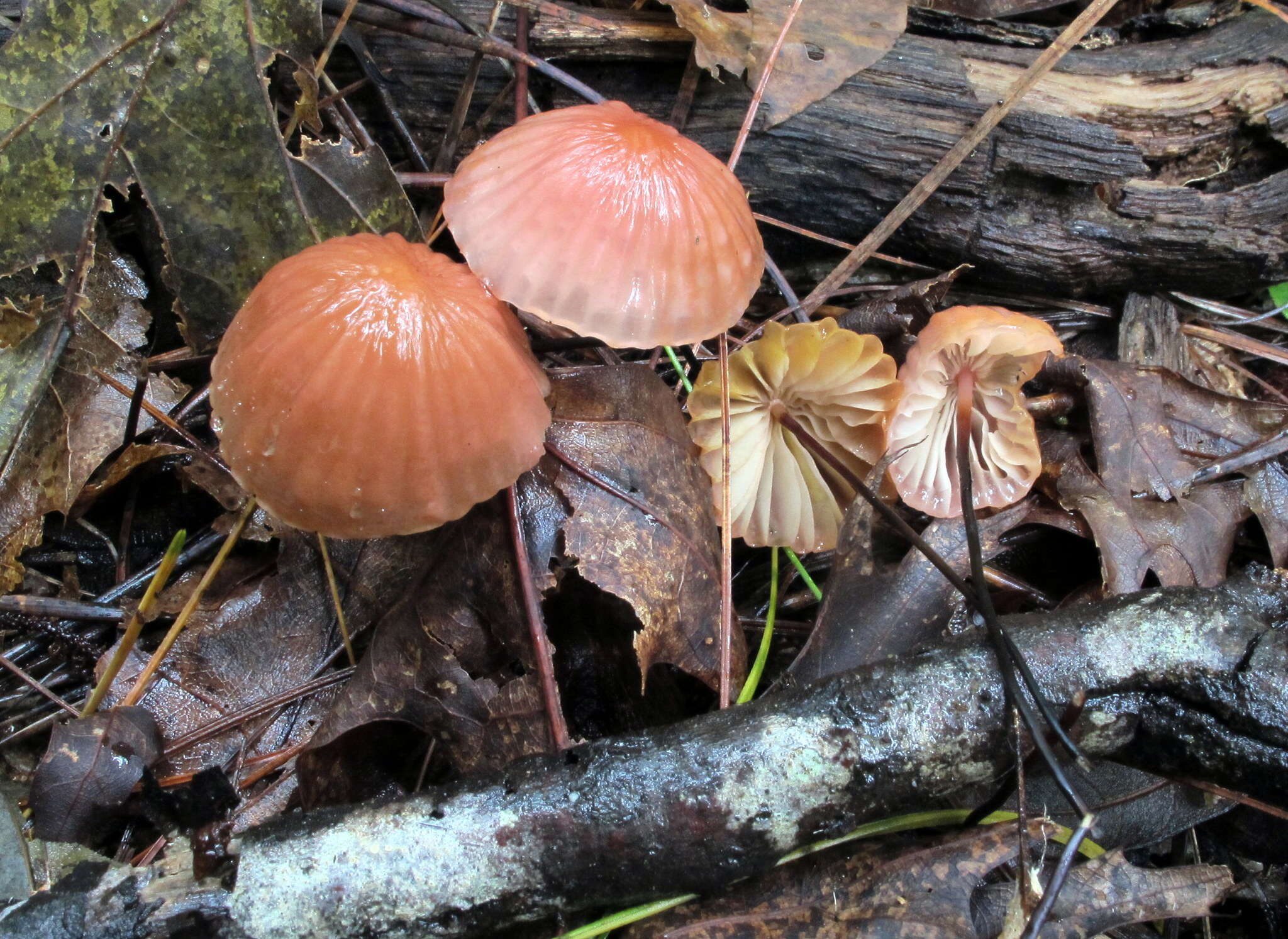 Image of Marasmius fulvoferrugineus Gilliam 1976