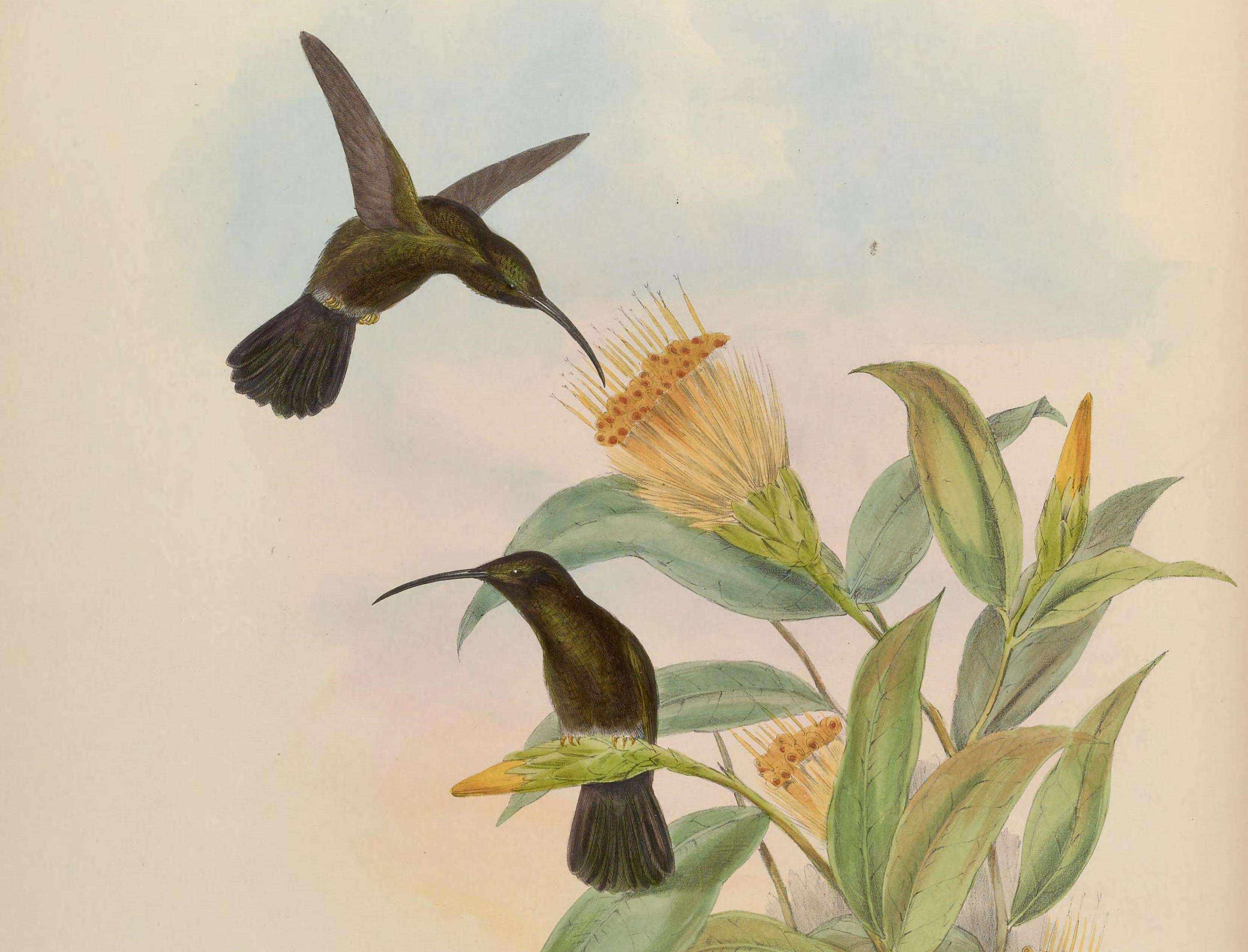صورة Threnetes niger (Linnaeus 1758)