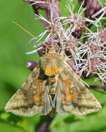 Image of Two-spotted Looper Moth, Twin Gold Spot