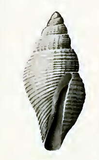 Image of Mitromorpha proles (Hedley 1922)
