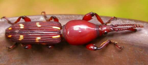 Image of straight-snouted weevils