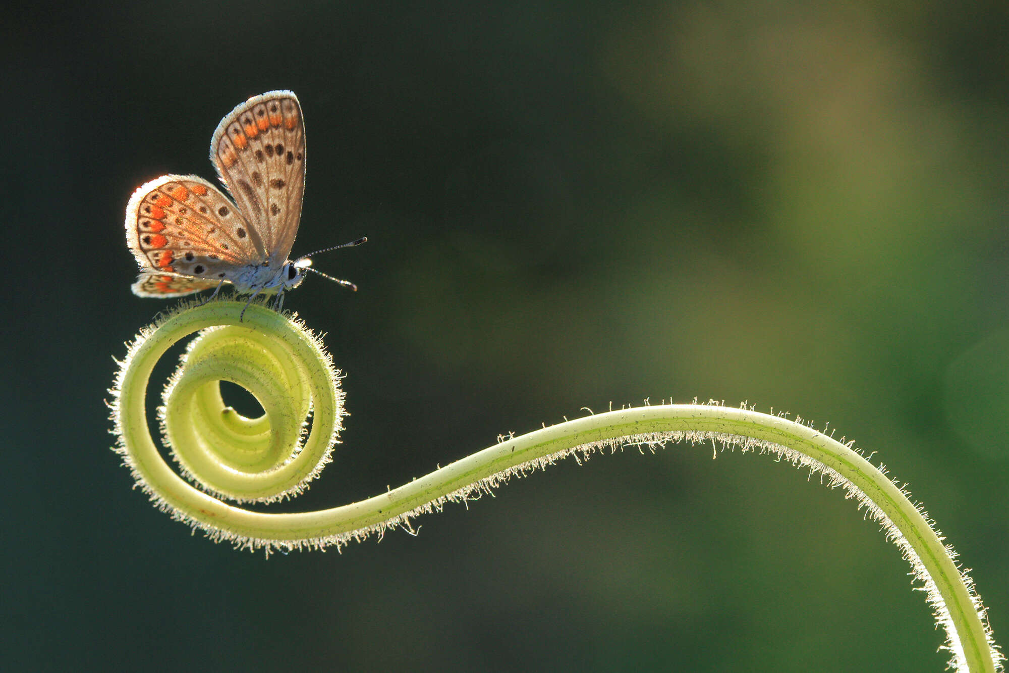 Image of brown argus