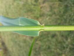 Image of giant reed