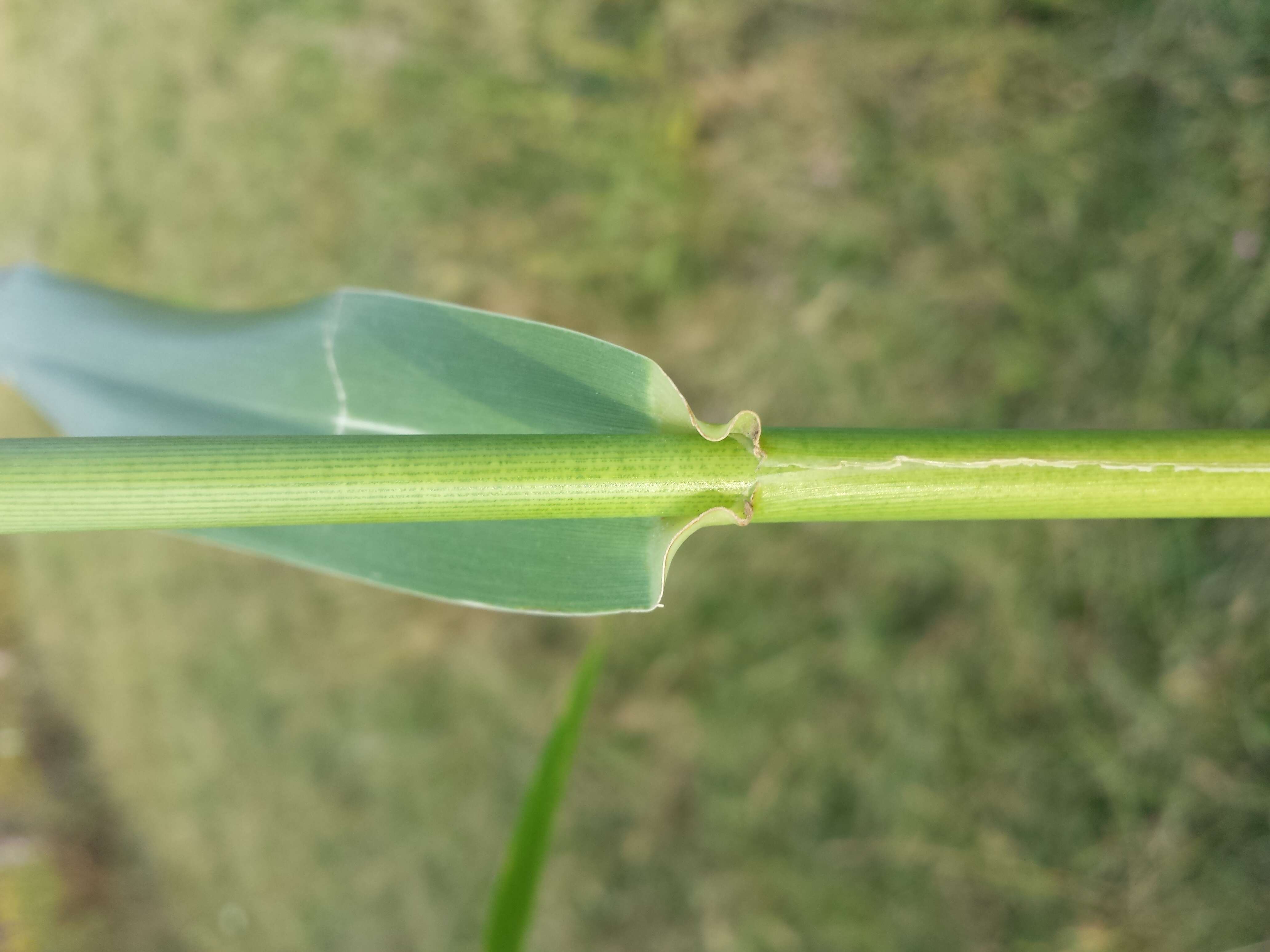 Image of giant reed