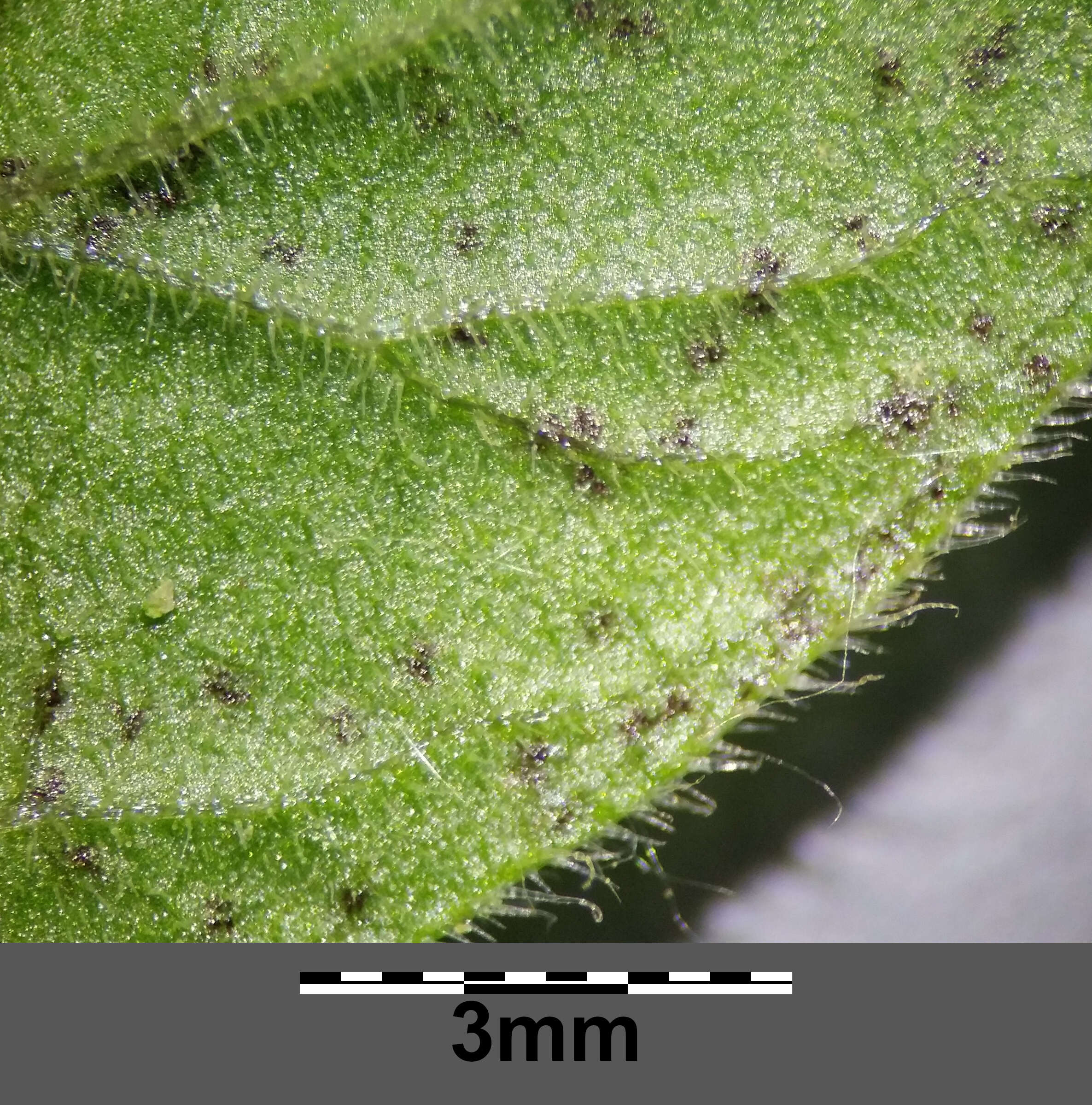 Слика од Lysimachia punctata L.