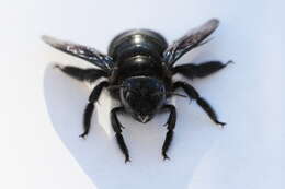 Image of Carpenter bee