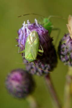 Image of Calocoris alpestris (Meyer-Dur 1843)