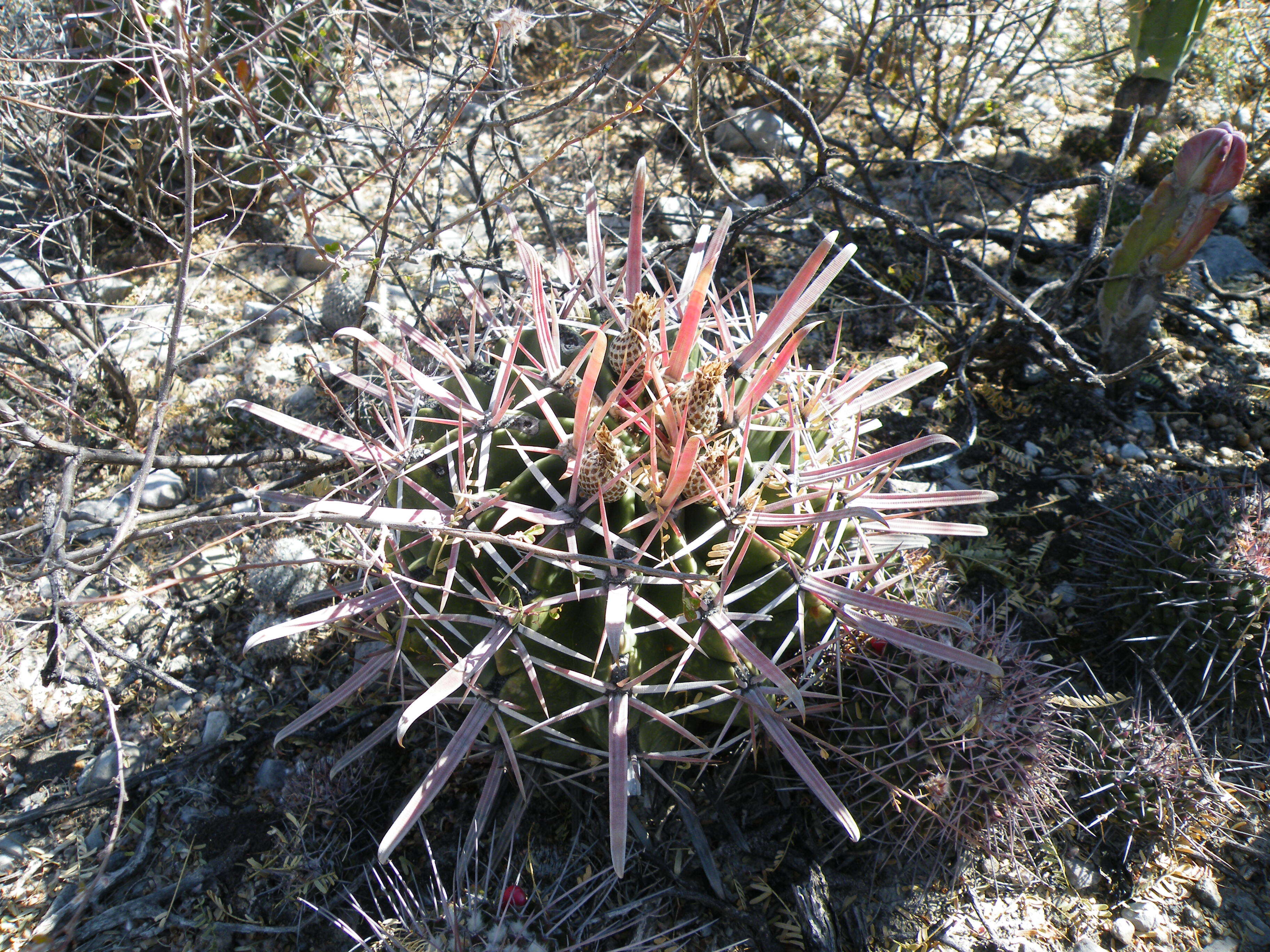 Image of Ferocactus latispinus (Haw.) Britton & Rose