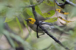 Image of Hermit Warbler