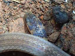 Image of Black-headed Centipede Eater