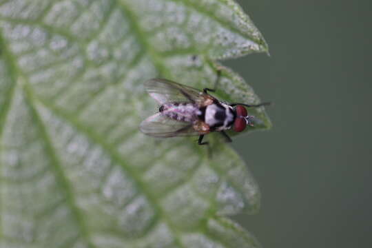 Image of Anthomyia procellaris Rondani 1866