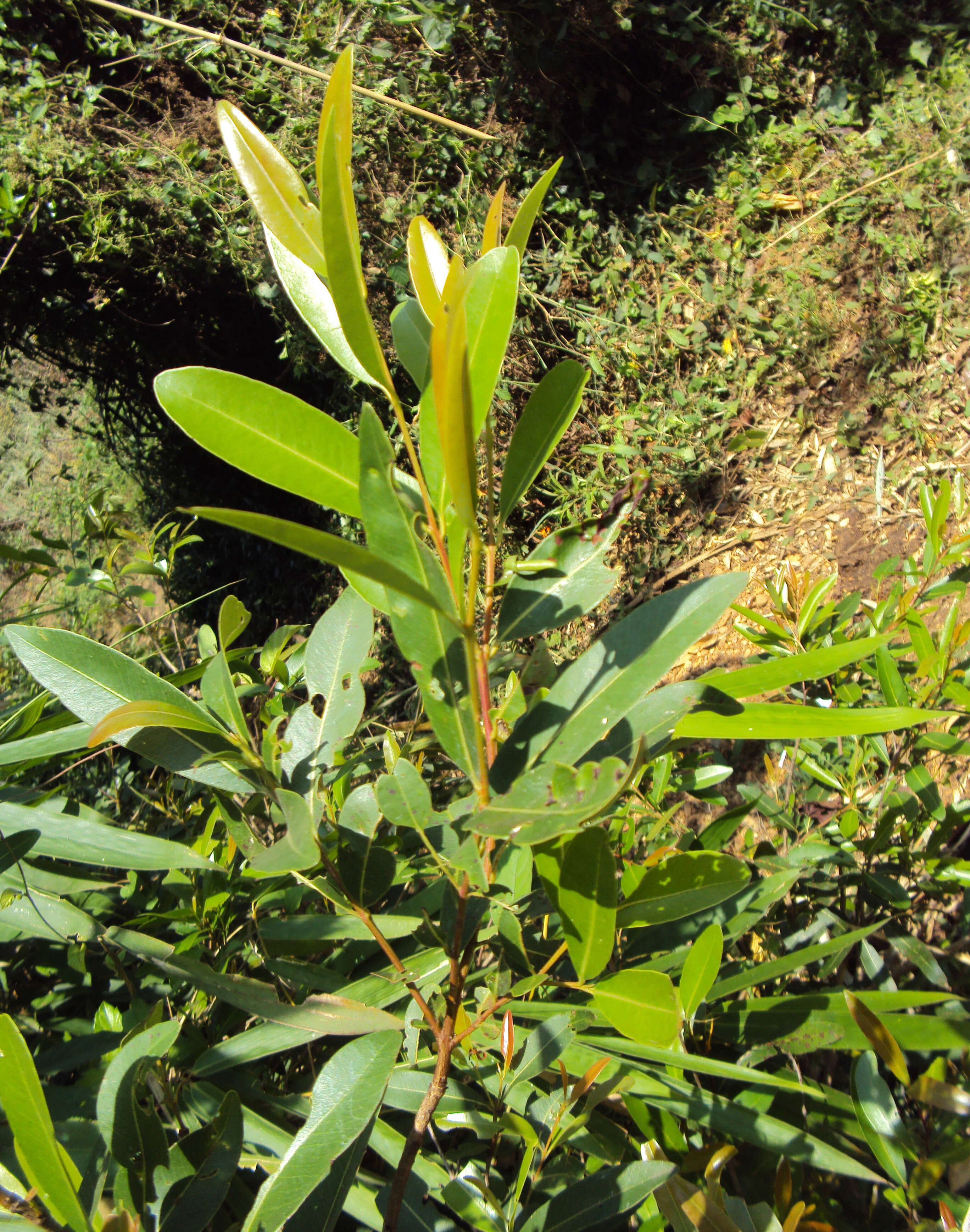 Image de Syzygium salicifolium (Wight) J. Grah.