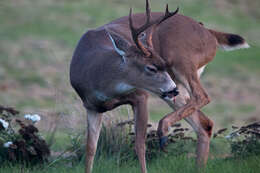 Plancia ëd Odocoileus hemionus columbianus (Richardson 1829)