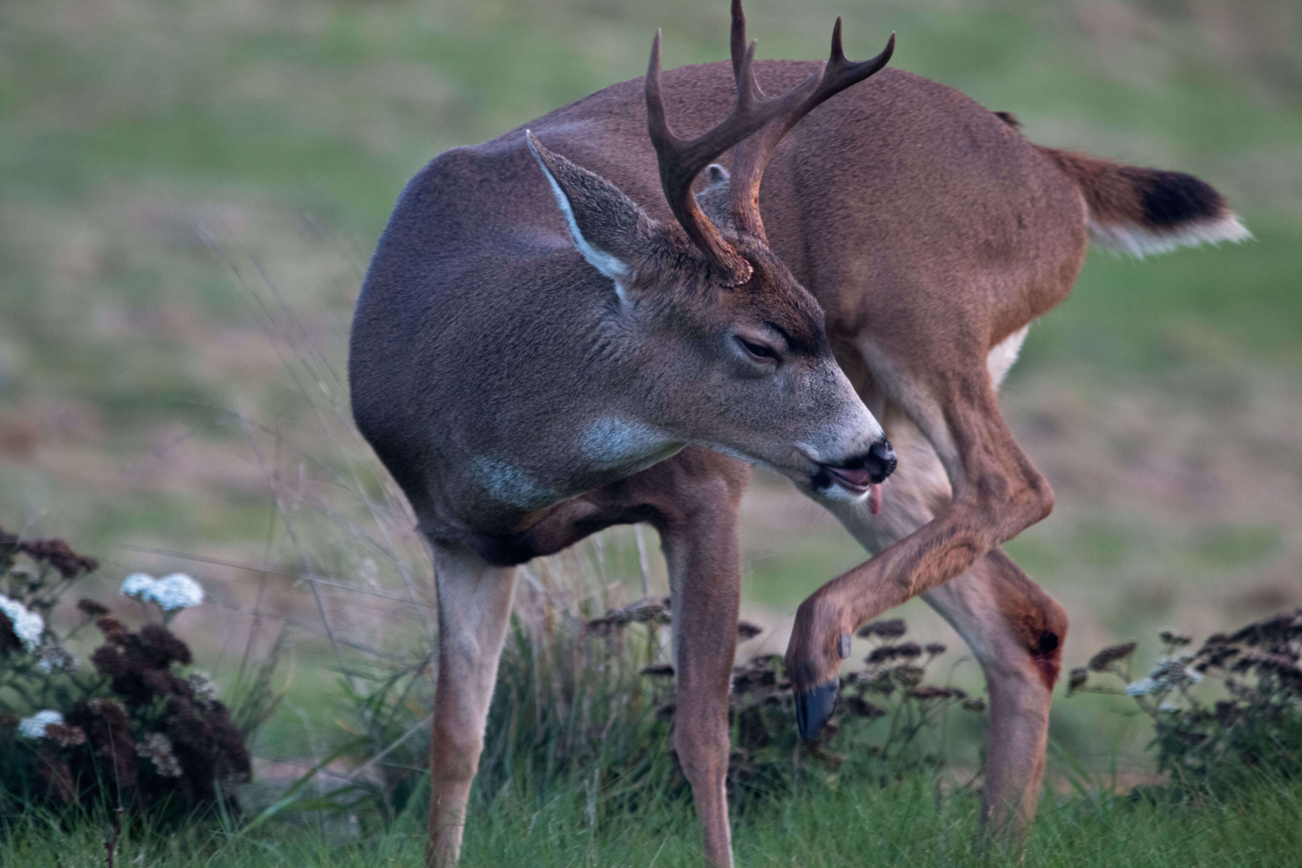 Image of Columbian black-tailed deer