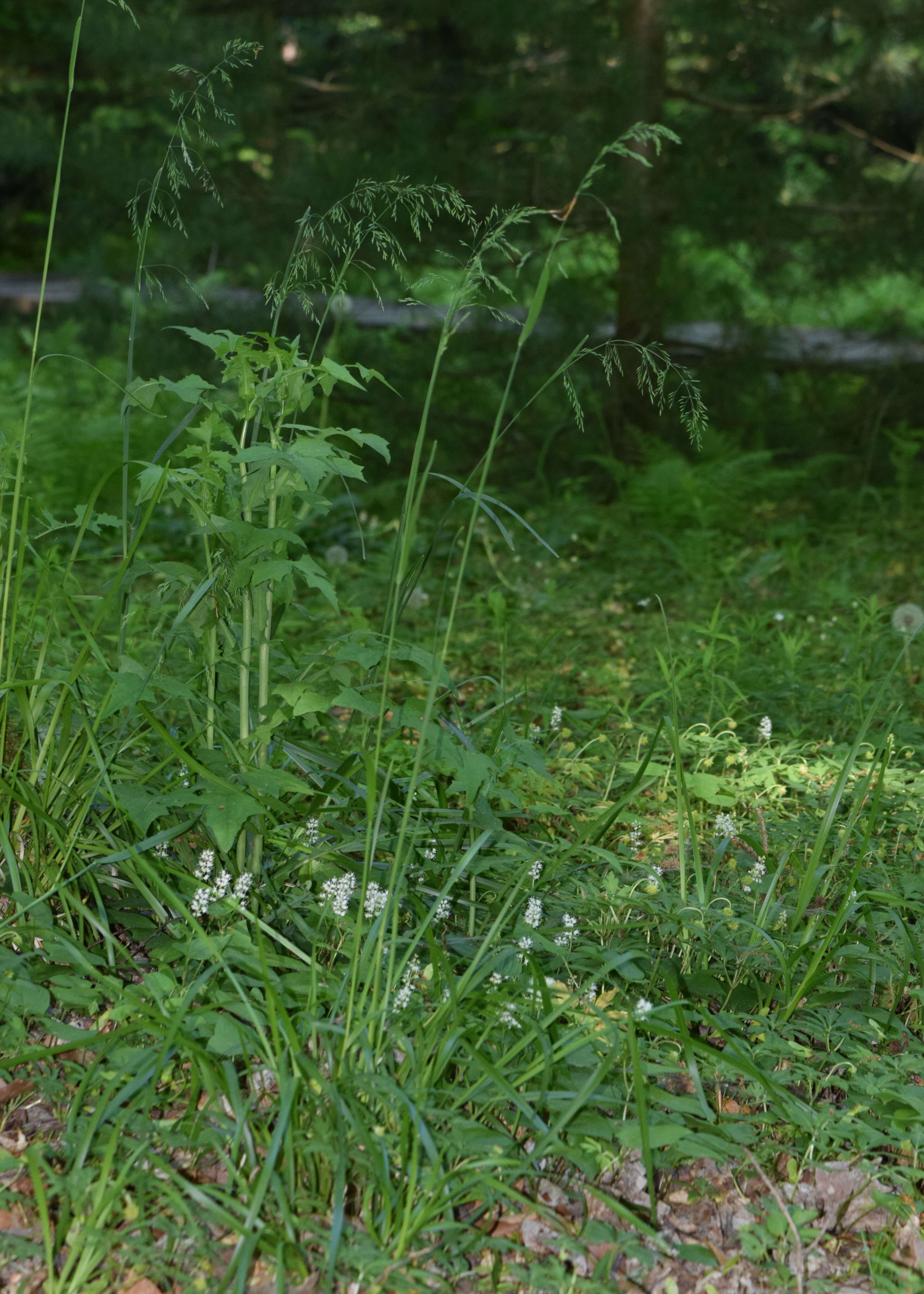 Image of broad-leaved meadow-grass