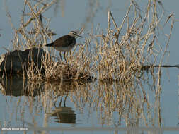 Image of Wood Sandpiper