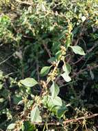 Image of Mediterranean Amaranth