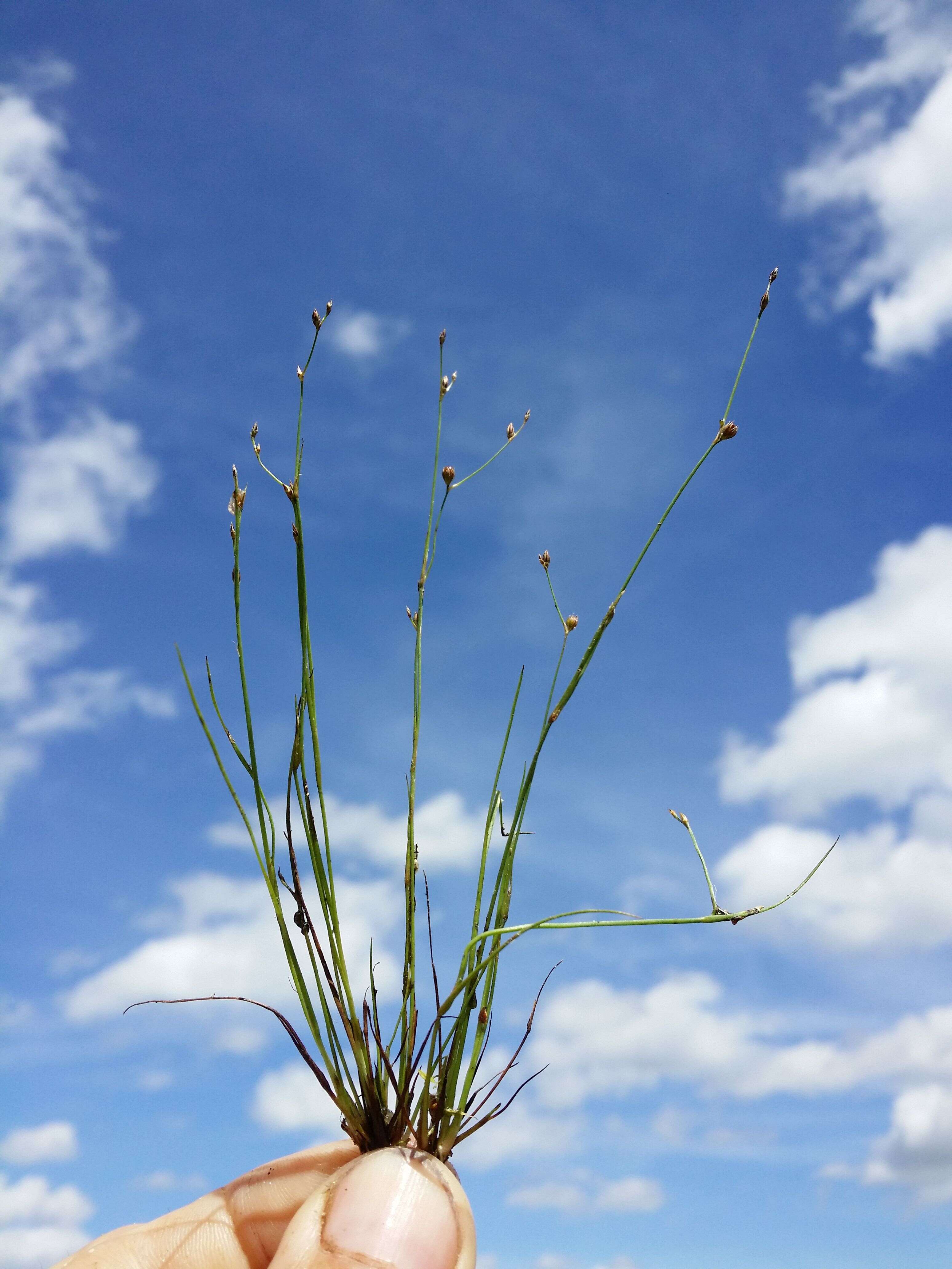 Image of sand rush