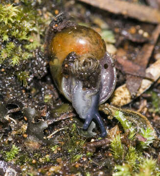 Image of New Zealand microsnails