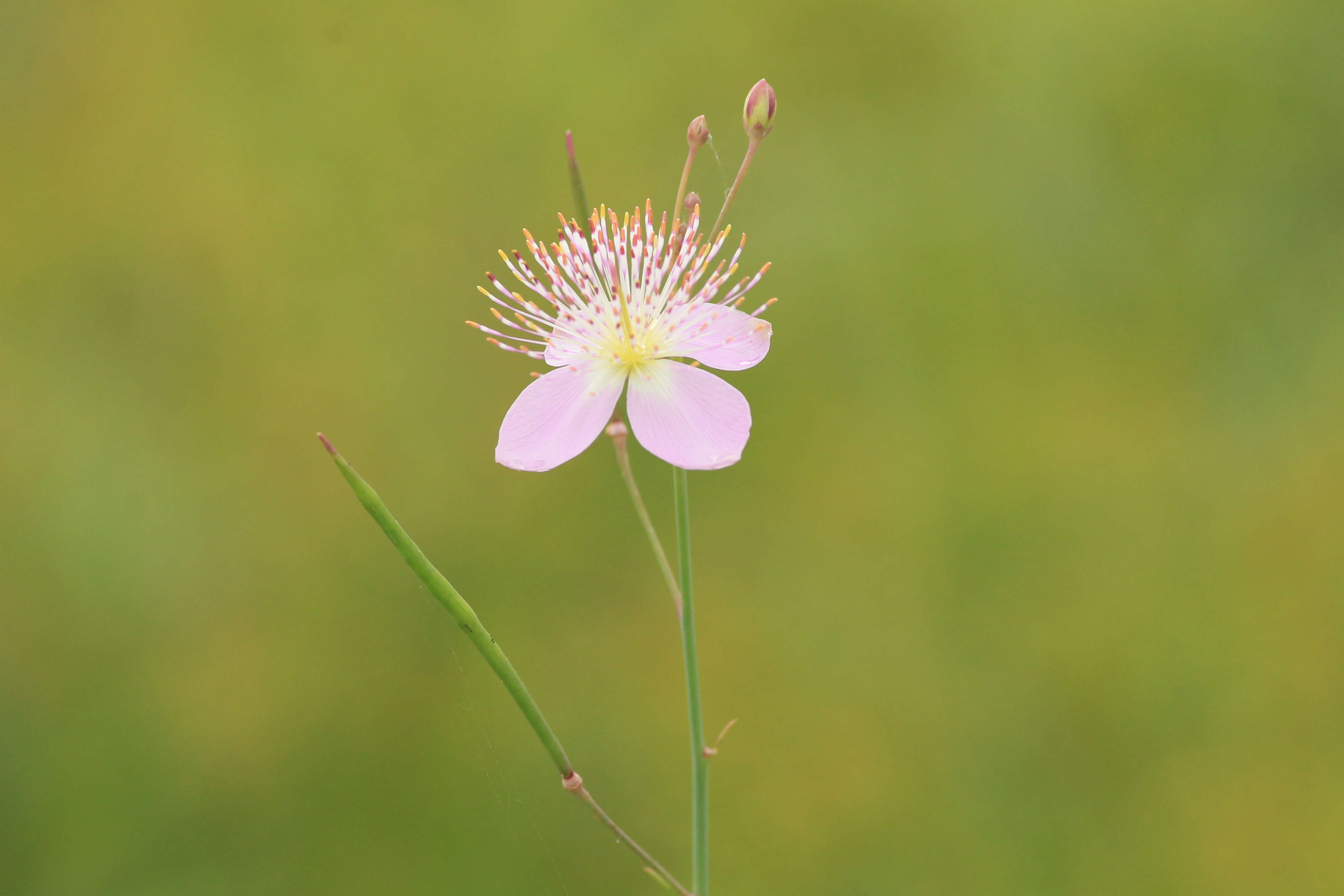 Image of Corynandra