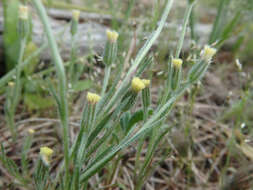 Слика од Millotia tenuifolia Cass.