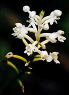 Image of helmet orchid