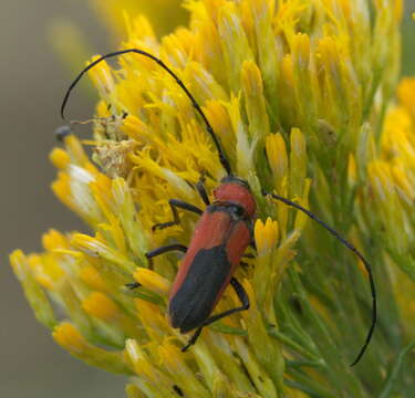 Image of Crossidius coralinus (Le Conte 1862)