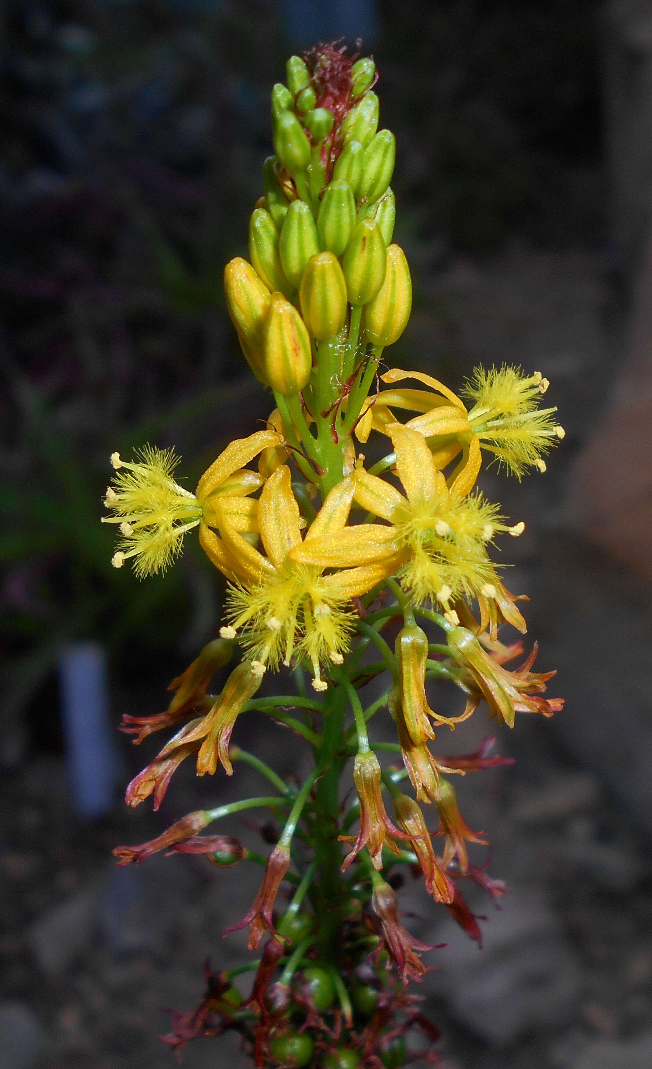 Image of Bulbine alooides (L.) Willd.