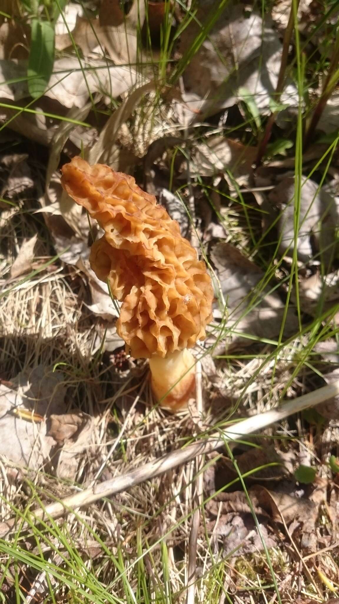 Image of Yellow Morel