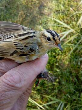 Image of Aquatic Warbler