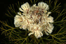 Image of Serruria glomerata (L.) R. Br.