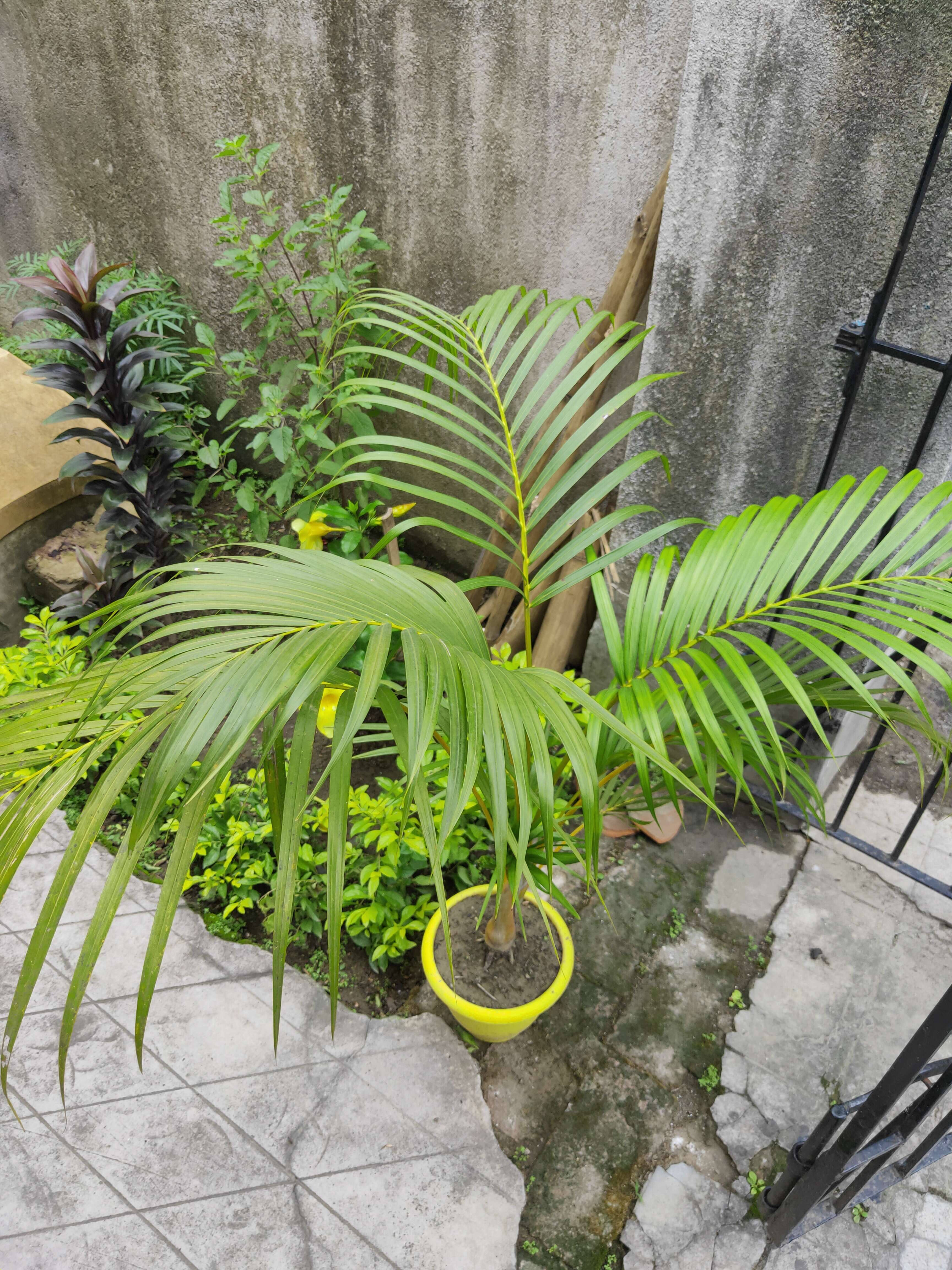 Sivun Dypsis lutescens (H. Wendl.) Beentje & J. Dransf. kuva