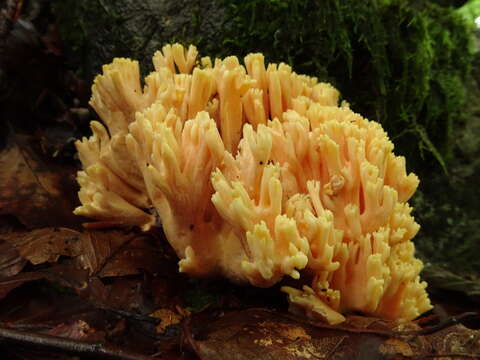 Ramaria formosa (Pers.) Quél. 1888 resmi