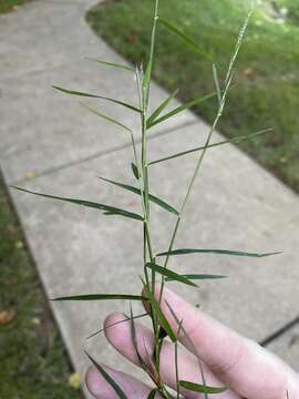 Imagem de Muhlenbergia schreberi J. F. Gmel.