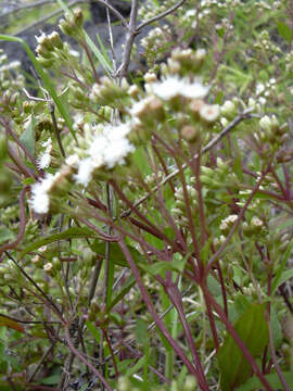 Image of spreading snakeroot