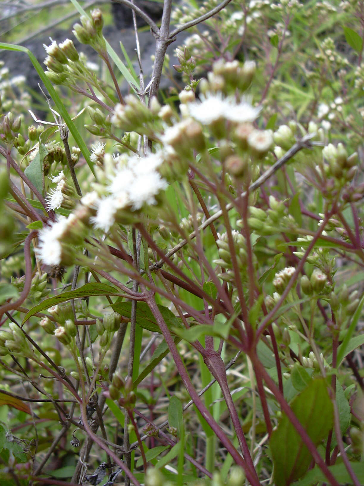 صورة Ageratina riparia (Regel) R. King & H. Rob.