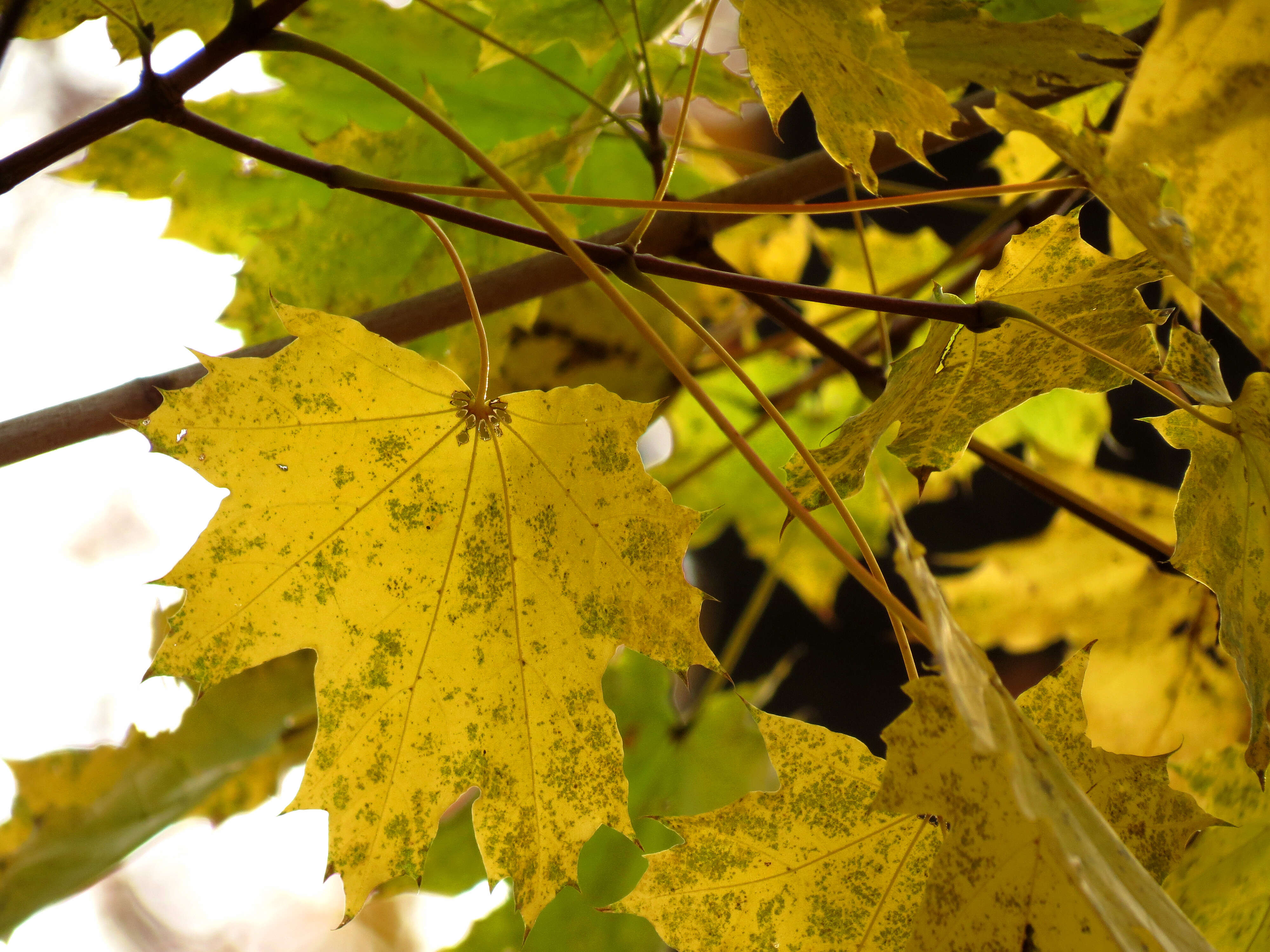 Image of Norway Maple