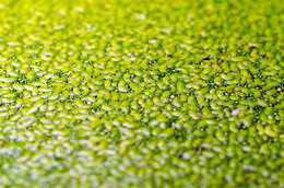 Image of Rootless Duckweed