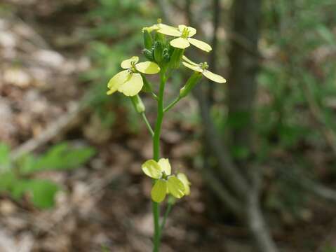 Image of star-mustard