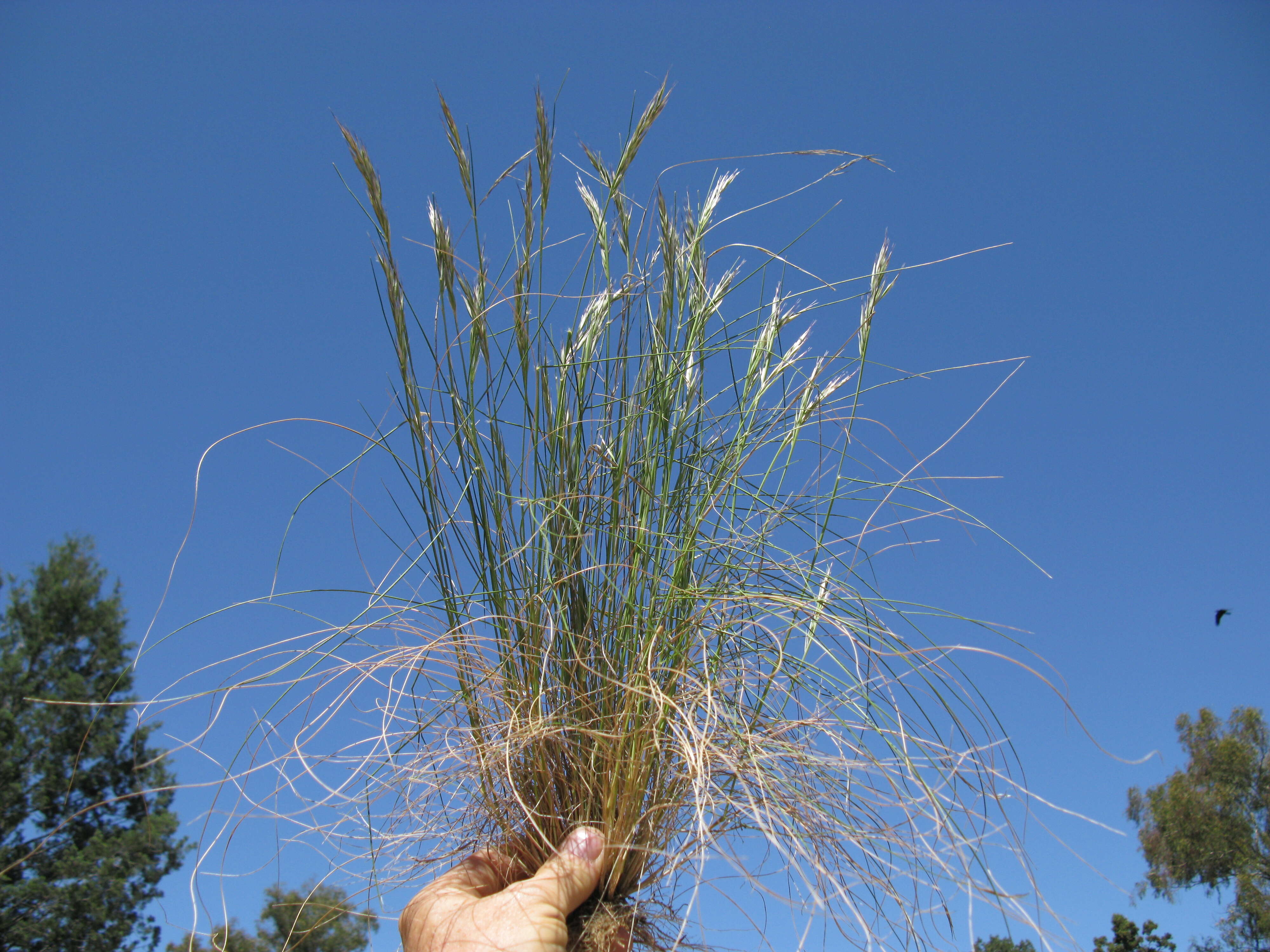 صورة Rytidosperma caespitosum (Gaudich.) Connor & Edgar