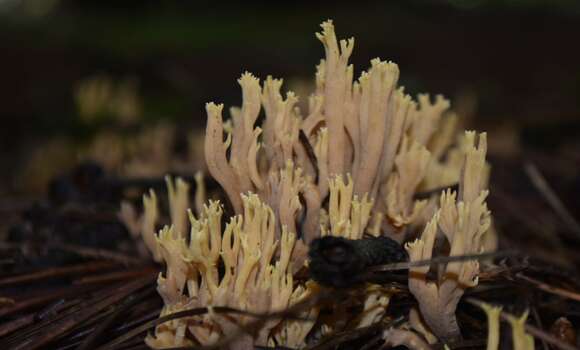 Image de Ramaria stricta (Pers.) Quél. 1888