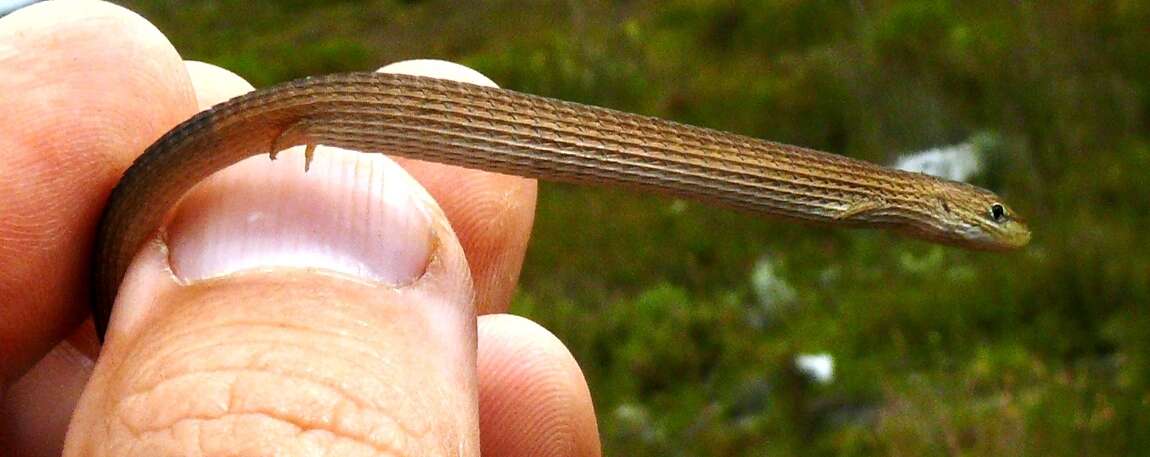 Image of Cape grass lizard