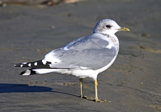 صورة <i>Larus brachyrhynchus</i>