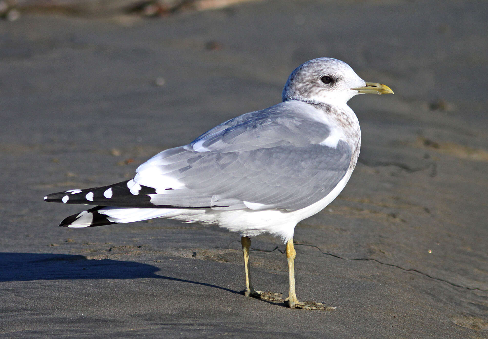 Image of Short-billed Gull