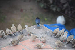 Image of Croaking Ground Dove