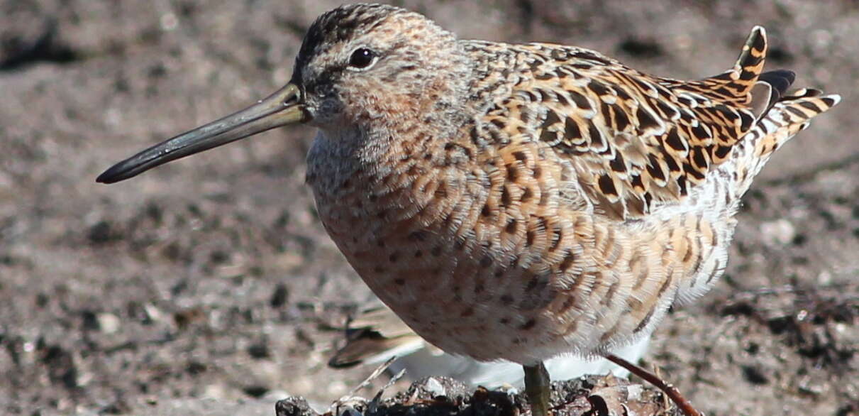 Image of Short-billed Dowitcher